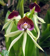 蘭花品種？蘭花有多少品種？