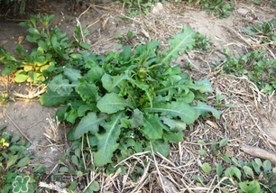 春天吃什么野菜好？春天吃什么野菜降血壓？