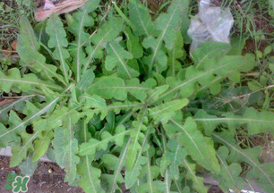 春天吃什么野菜好？春天吃什么野菜降血壓？