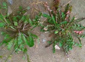 野生薺菜幾月份有？野生薺菜什么時(shí)候有？