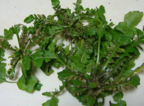 野生薺菜幾月份有？野生薺菜什么時(shí)候有？