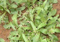 野生薺菜幾月份有？野生薺菜什么時候有？