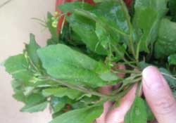 春天吃什么野菜好？春天吃什么野菜降血壓？
