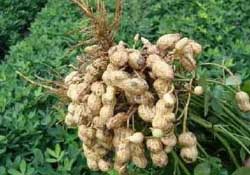 春天能種花生嗎？春天什么時候種花生？