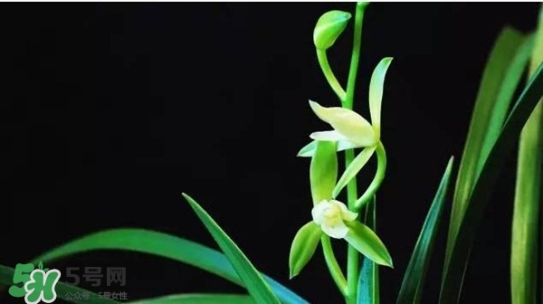 蘭花怎么養(yǎng)？蘭花怎么種？