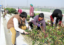 植樹節(jié)可以種什么植物？植樹節(jié)種什么植物好？