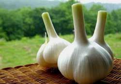大蒜爛了一點(diǎn)還能吃嗎？大蒜爛根是怎么回事？