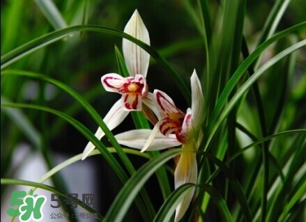 蘭花怎么養(yǎng)？蘭花怎么種？
