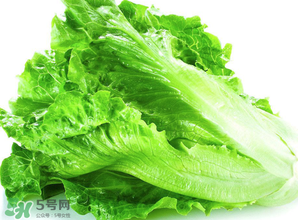 春天能種生菜嗎？生菜春天可以種嗎？