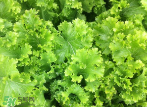春天能種生菜嗎？生菜春天可以種嗎？