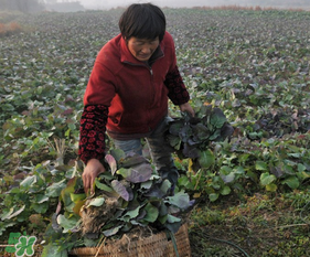 春天能種油菜嗎？油菜春天什么時(shí)候種植？