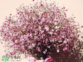 春天能種滿天星嗎？什么時(shí)候最適合種植滿天星？
