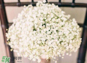 春天能種滿天星嗎？什么時(shí)候最適合種植滿天星？