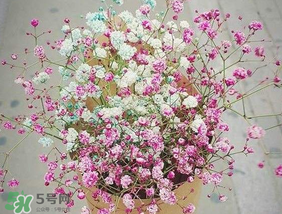 春天能種滿天星嗎？什么時(shí)候最適合種植滿天星？