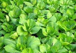 春天種植什么蔬菜好？春季適合種植的蔬菜