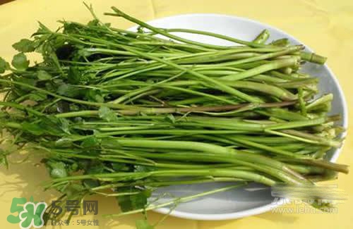 吃野芹菜會(huì)中毒嗎？吃野芹菜中毒了怎么辦？