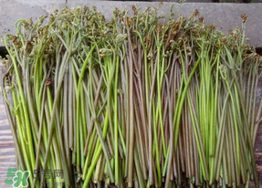 蕨菜是什么菜？蕨菜是什么？