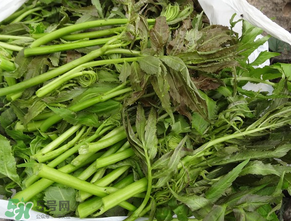 蕨菜是什么菜？蕨菜是什么？