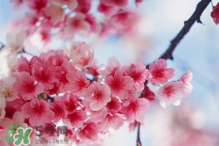 清明節(jié)可以送禮嗎？清明節(jié)可以送禮物嗎？