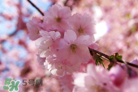清明節(jié)可以送禮嗎？清明節(jié)可以送禮物嗎？