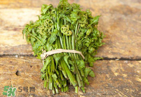 蕨菜可以冷凍嗎？蕨菜可以放冰箱嗎？