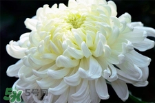 清明節(jié)掃墓買什么顏色菊花？清明節(jié)上墳用什么顏色菊花？