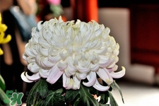 清明節(jié)掃墓買什么顏色菊花？清明節(jié)上墳用什么顏色菊花？