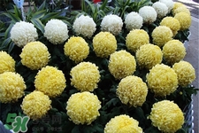 清明節(jié)掃墓買什么顏色菊花？清明節(jié)上墳用什么顏色菊花？