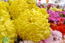 清明節(jié)掃墓為什么用菊花？清明節(jié)上墳為什么要送菊花？