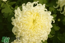 清明節(jié)掃墓為什么用菊花？清明節(jié)上墳為什么要送菊花？