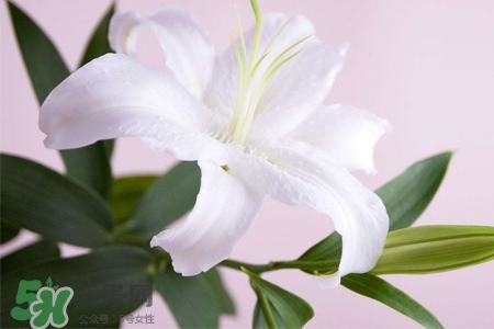 清明節(jié)上墳可以帶百合花嗎？清明節(jié)掃墓能用百合花嗎？