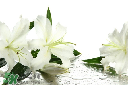 清明節(jié)上墳可以帶百合花嗎？清明節(jié)掃墓能用百合花嗎？