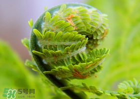 蕨菜怎么處理？新鮮蕨菜怎么處理？