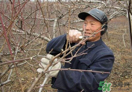 春天桃樹能剪枝嗎？桃樹春季什么時(shí)間剪枝？