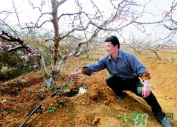桃樹春天什么時候澆水？桃樹什么時候澆水？