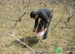 桃樹春天什么時候澆水？桃樹什么時候澆水？