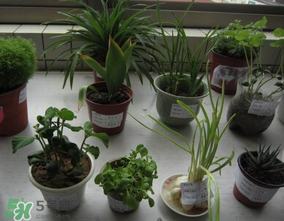 春天種什么植物？春天適合種什么植物？