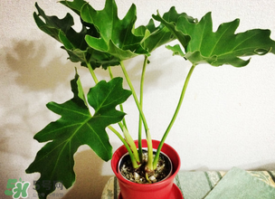 春天種什么植物？春天適合種什么植物？