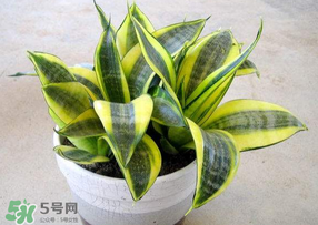 春天種什么植物？春天適合種什么植物？