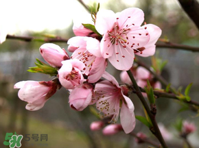 四月份還有桃花嗎？桃花幾月份開(kāi)？