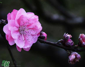 四月份還有桃花嗎？桃花幾月份開(kāi)？