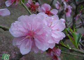 四月份還有桃花嗎？桃花幾月份開(kāi)？