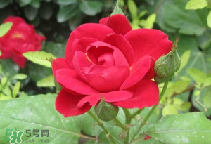 春天可以種玫瑰嗎？春天適合種玫瑰嗎？