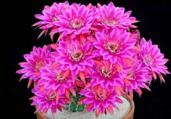 四月份開(kāi)什么花？四月份什么花開(kāi)？