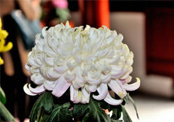 清明節(jié)掃墓買什么顏色菊花？清明節(jié)上墳用什么顏色菊花？