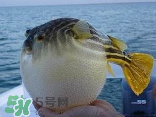 河豚怎么吃才沒毒？吃河豚的禁忌