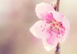 四月份還有桃花嗎？桃花幾月份開(kāi)？