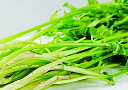 吃野芹菜會中毒嗎？吃野芹菜中毒了怎么辦？