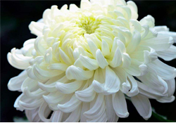 清明節(jié)掃墓為什么用菊花？清明節(jié)上墳為什么要送菊花？