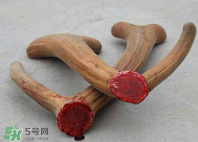 ?春天可以吃鹿茸嗎？鹿茸什么季節(jié)吃最合適？
